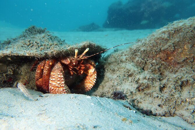 luxury-snorkeling-on-your-vacation-exclusively-private-guaranteed