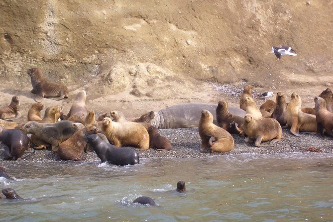 magdalena-island-penguin-tour-by-boat-from-punta-arenas