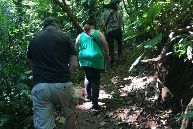 magic-of-the-rainforest