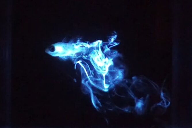 magical-bioluminescent-night-dive