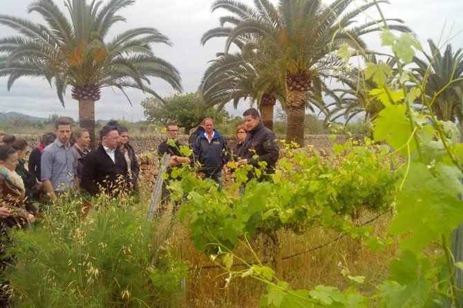 mallorca-half-day-private-wine-tour-with-wine-tasting