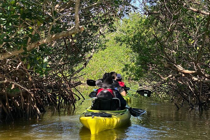 manatee-and-dolphin-kayak-tour-2