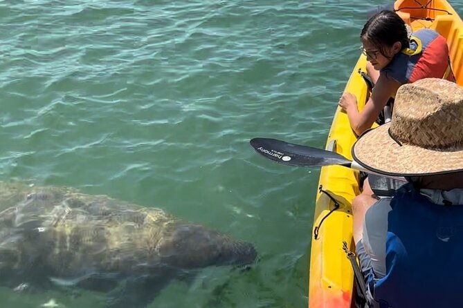 manatee-discovery-anna-maria-island