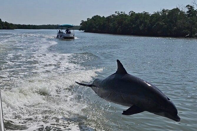 manatee-dolphin-and-10000-islands-eco-beach-tour-by-boat