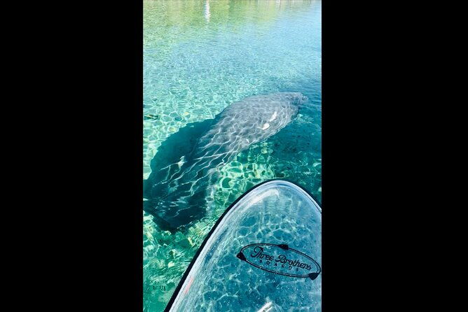 manatees-monkeys-and-florida-natural-spring-adventure-tour