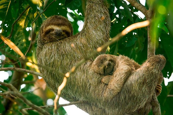 mangrove-boat-tour-damas-island-manuel-antonio
