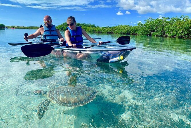 mangrove-clear-kayak-tour
