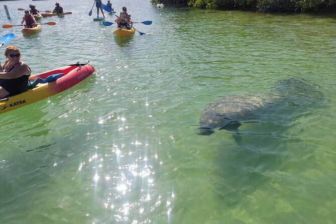 mangrove-jungle-exploration-on-sup-kayak