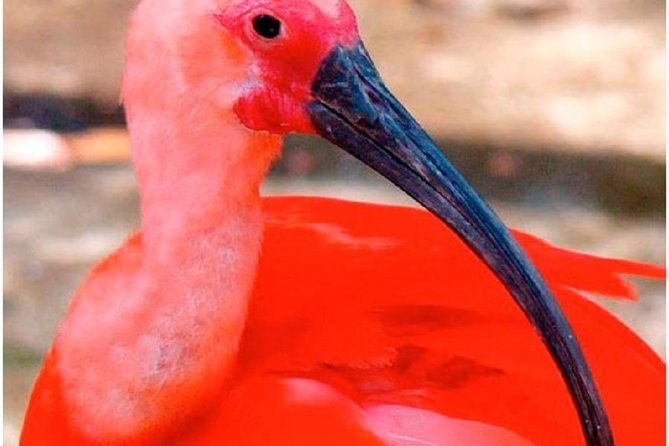 mangrove-tour-by-boat-birdwatching-fauna-and-flora-half-day