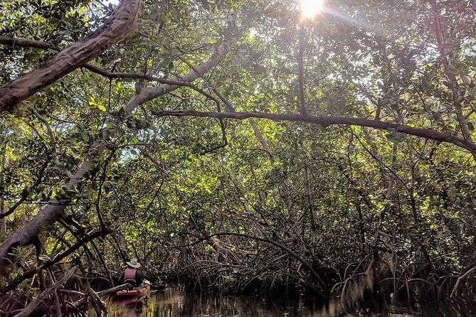 mangrove-tunnels-pedal-kayak-eco-tour-in-anna-maria