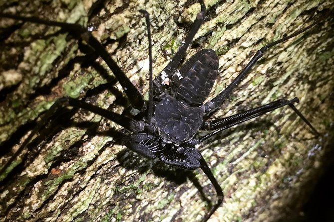 manuel-antonio-jungle-night-tour-with-pick-up-included