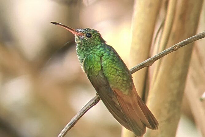 manuel-antonio-national-park-guided-tour-to-see-animals