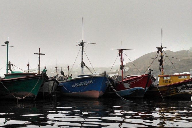 marine-wildlife-observation-in-a-fishing-village