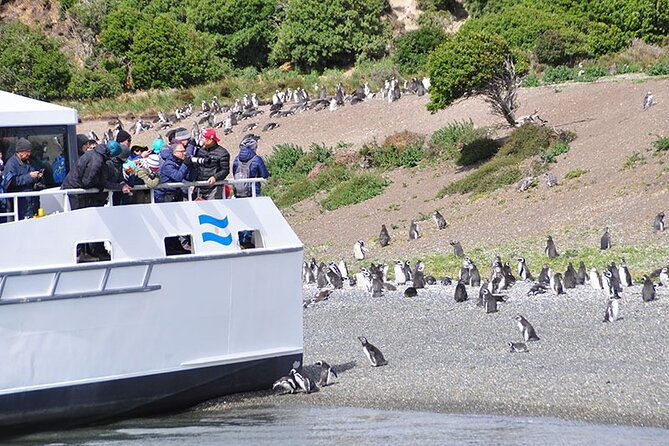 martillo-island-boat-trip-to-the-penguin-colony-beagle-channel