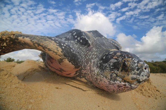 matura-turtle-watching-experience