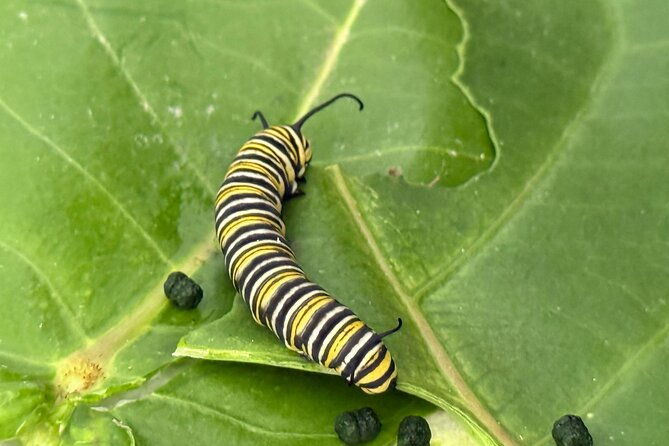 maui-butterfly-garden