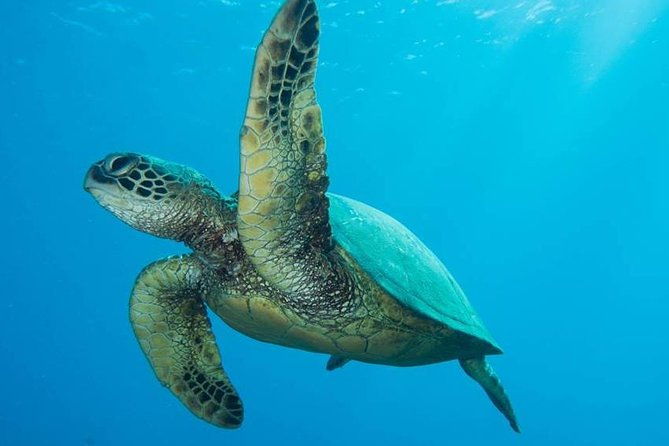maui-certified-shore-diving-from-lahaina