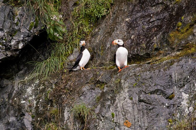 meares-glacier-cruise-excursion-from-valdez