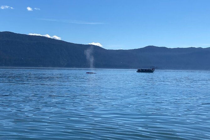mendenhall-glacier-and-whale-watching-tour
