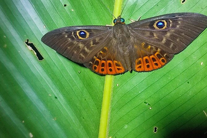 mesmerizing-night-walk-in-tortuguero