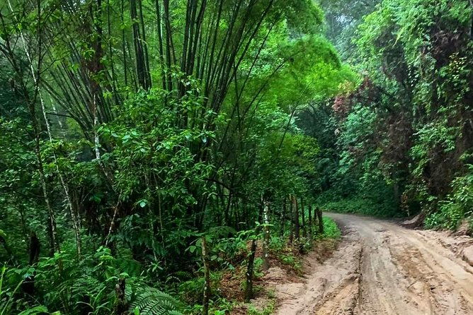 minca-coffee-and-cocoa-tour