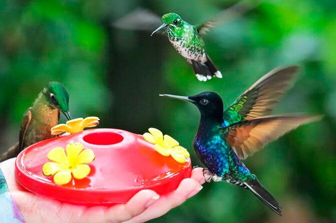 mindo-nature-birds-private-tour