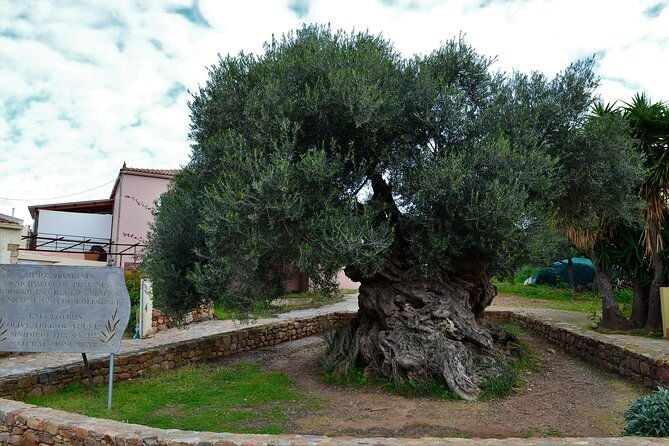 monastery-ancient-olive-tree-museum-cretan-brewery-private-tour-from-chania
