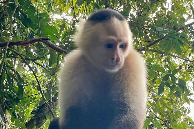 monkey-and-sloth-jungle-habitat-panama-tour