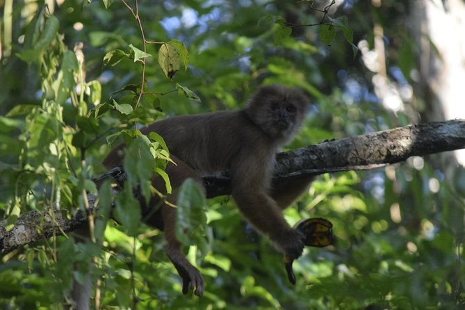 monkey-island-and-canopy-bridge