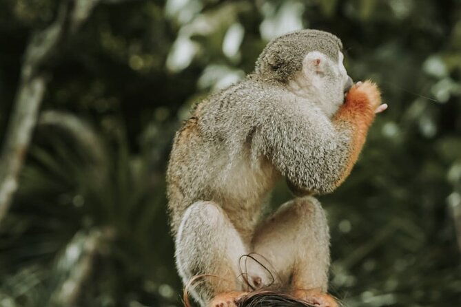 monkey-jungle-with-zip-line