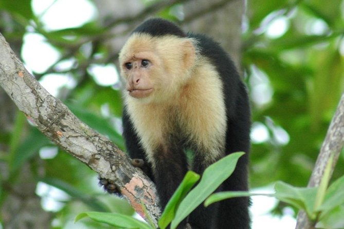 monkey-tour-with-local-cuisine