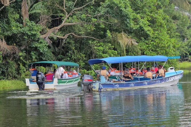 monkey-watch-and-gatun-lake-wildlife-safari-tour