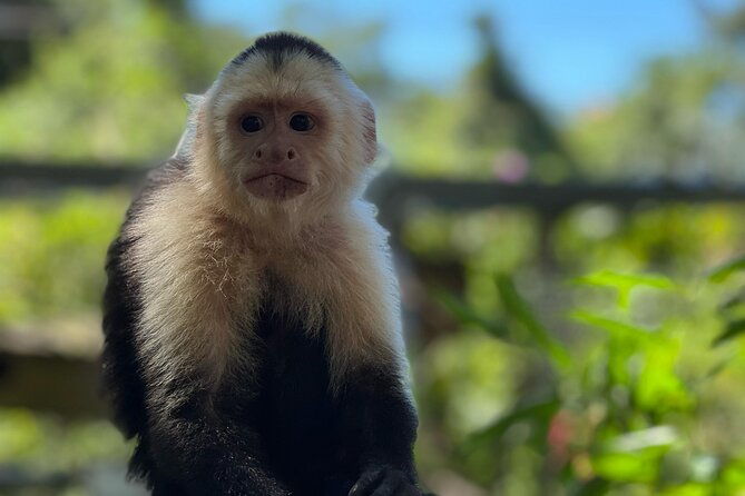 monkeys-and-sloths-in-their-natural-habitat-roatan-eco-tour