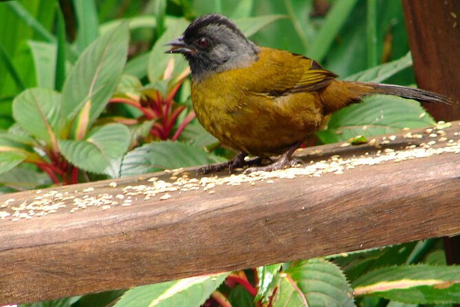 mono-island-and-panama-canal-trail-tour