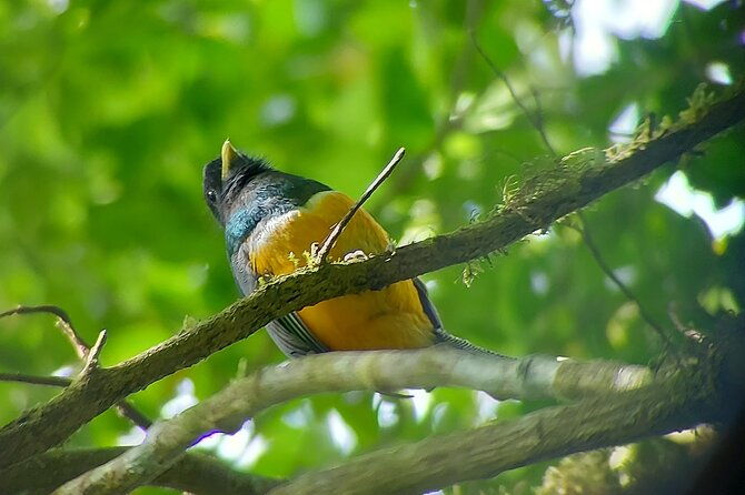 monteverde-cloud-forest-nature-tour