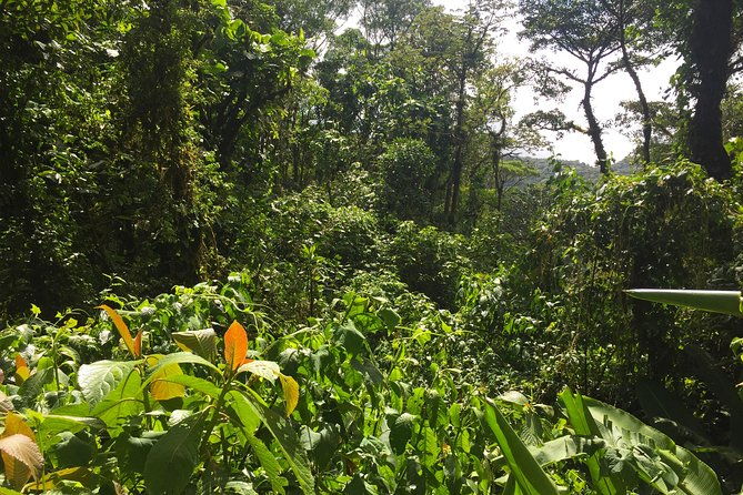 monteverde-cloud-forest-private-tour