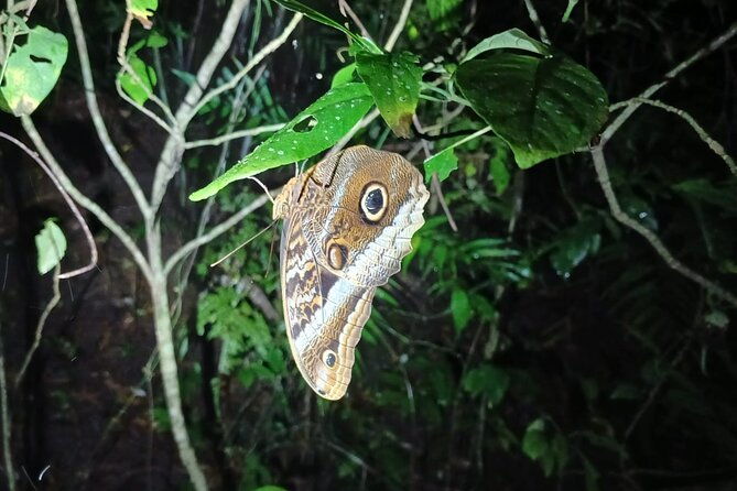 monteverde-night-tour-in-the-forests