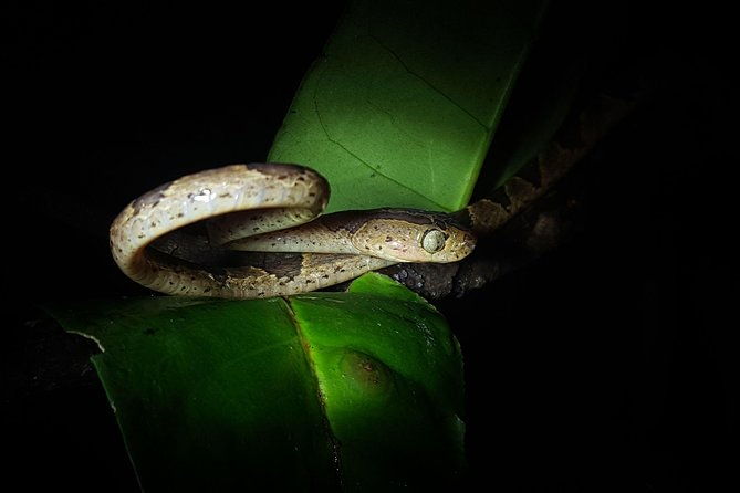 monteverde-night-tour-with-a-certified-tour-guide-6-pm-or-8-pm
