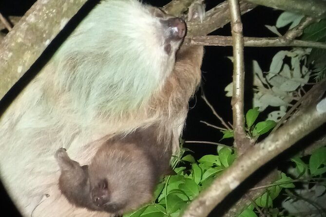monteverde-private-night-tour