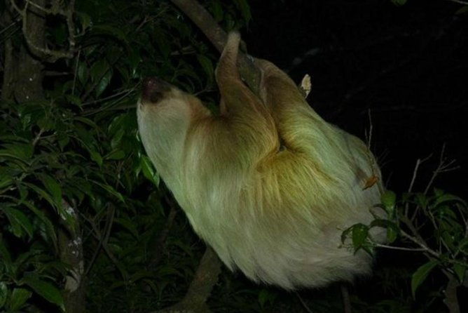 monteverde-rain-forest-night-walk