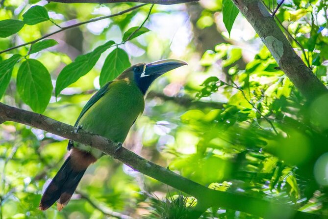 monteverde-semi-private-full-day