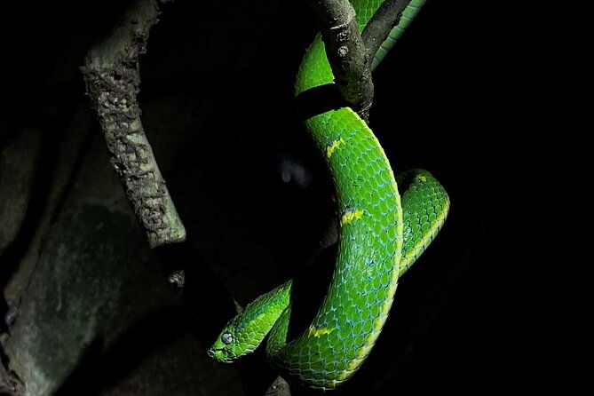 monteverde-tropical-forest-night-tour