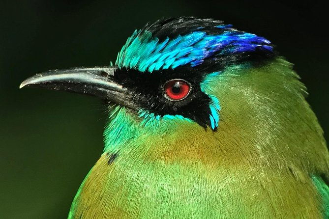 morning-birdwatching-experience-small-groups