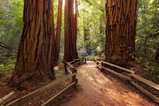 muir-giant-redwood-trees-3-hour-private-tour-w-golden-gate-bridge