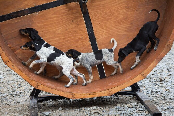 mushers-camp-and-gold-panning-adventure