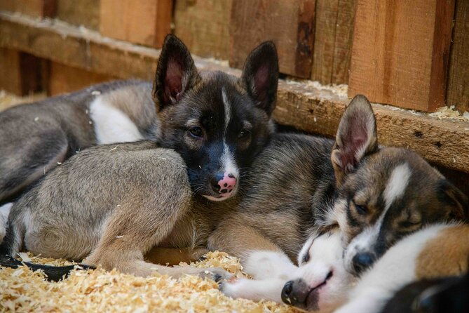 mushers-camp-and-smore-roasting-experience
