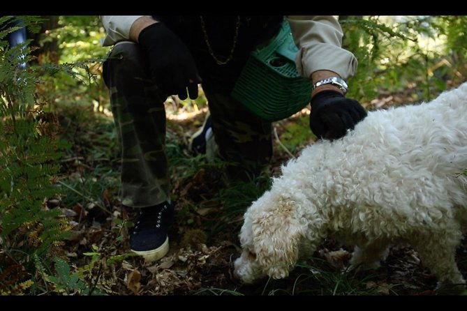 mushroom-or-truffle-hunting
