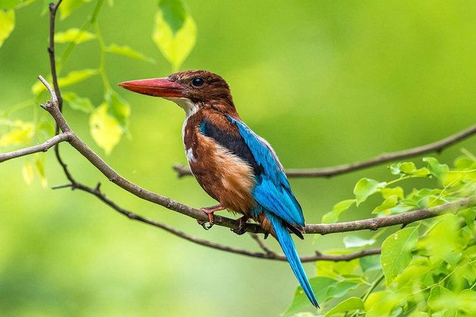 muthurajawela-bird-watching-tour-from-colombo-negombo-2