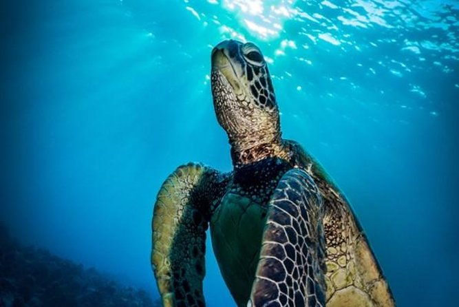 nassau-shore-excursion-bahamas-snorkel-adventure