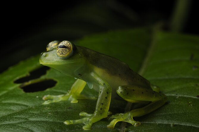 natural-history-hike-in-the-monteverde-cloud-forest